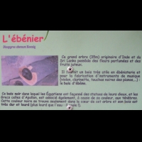 Ebenier, Diospyros ebenum Koenig (txt)